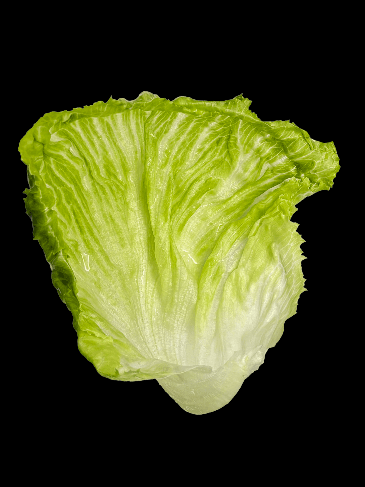 dish image